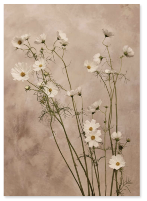 Austin Bloom Fine Art Print Framed 'Linen Wild Cosmos