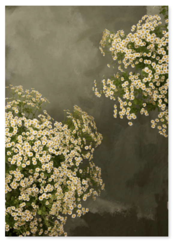 Austin Bloom Fine Art Print Framed 'Velvet Green Chamomile