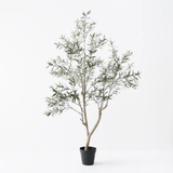 Olive Tree