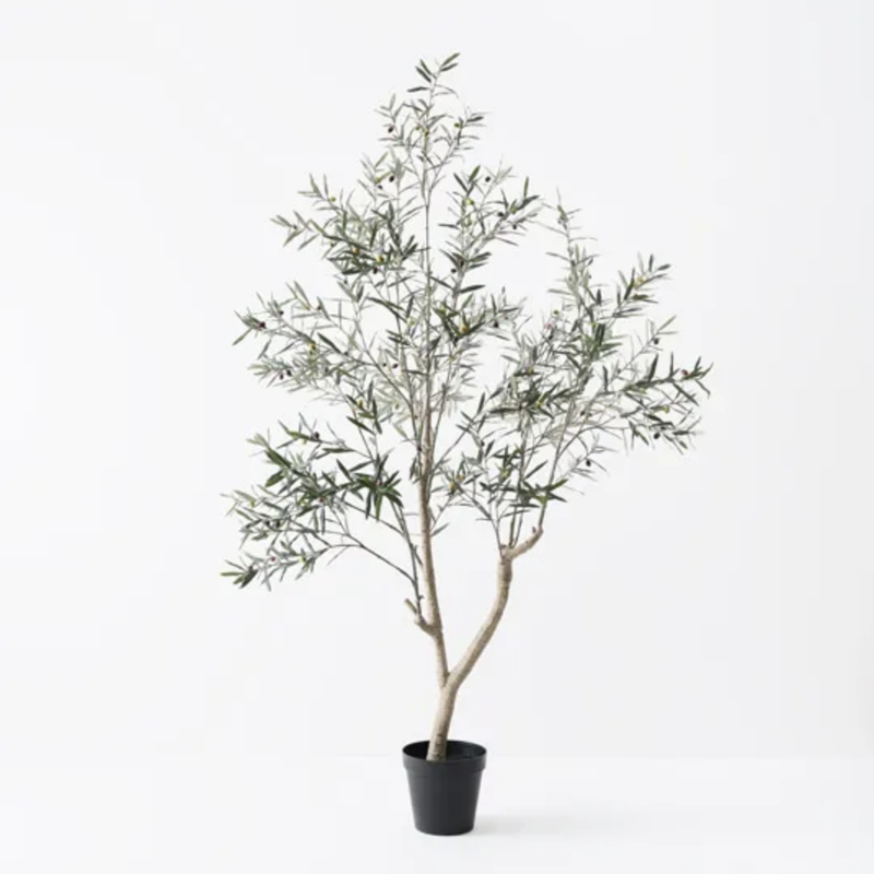 Olive Tree