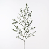 Olive Leaf Branch