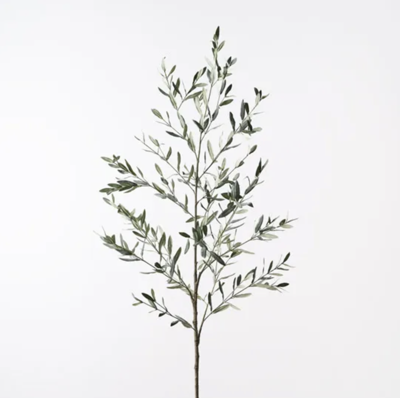 Olive Leaf Branch