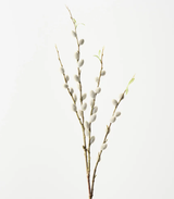 Pussy Willow Spray