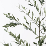 Olive Leaf Branch