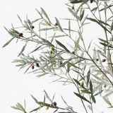 Olive Tree