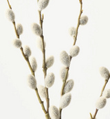 Pussy Willow Spray
