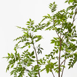 Japanese Lacquer Tree