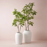 Japanese Lacquer Tree