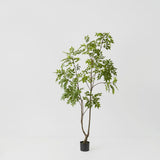 Japanese Lacquer Tree